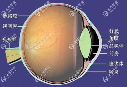 人造眼角膜和真人体眼角膜的区别