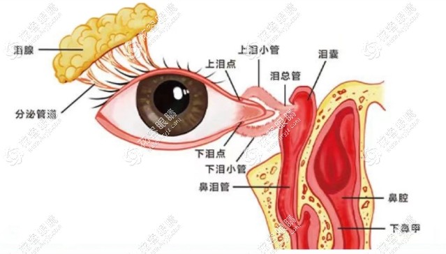 淚道病怎么治療