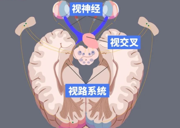 視神經(jīng)再生費(fèi)用價(jià)格多少？2025官方標(biāo)準(zhǔn)：3萬(wàn)–15萬(wàn)元/療程，輕癥可低至5800元！